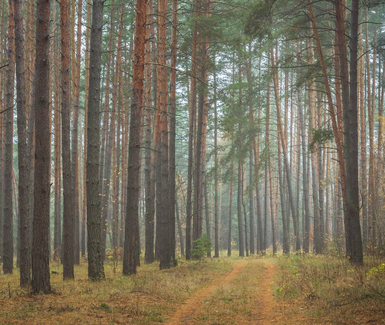 лес, сосны, заповедник, туман, осень, дорога, Руслан Востриков