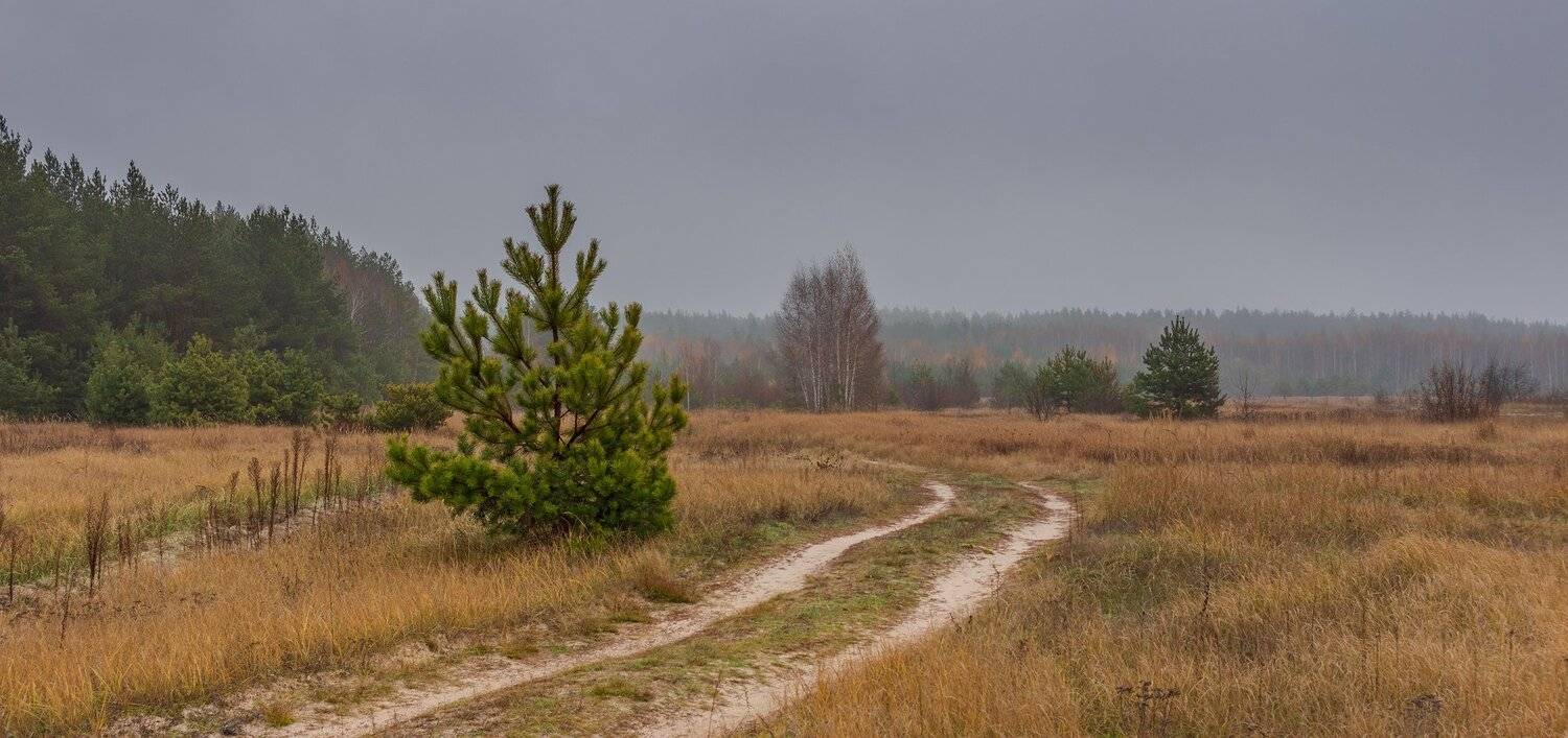 лес, сосны, заповедник, туман, осень, дорога, Руслан Востриков