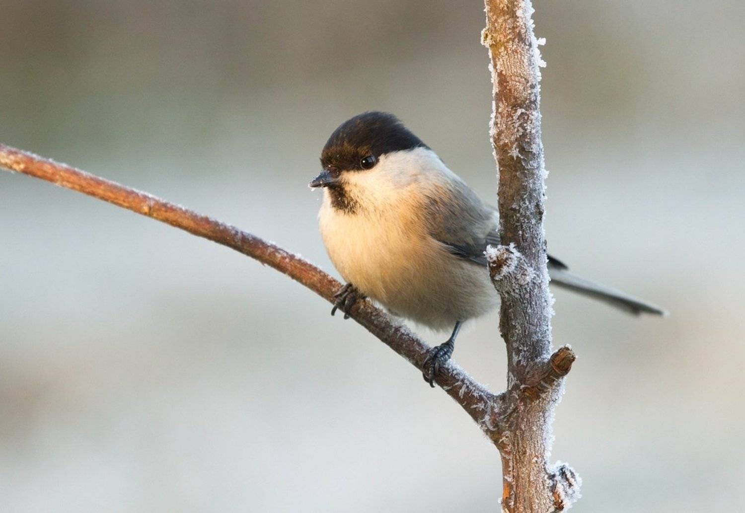 , Janina J?drzejewska-Szombara