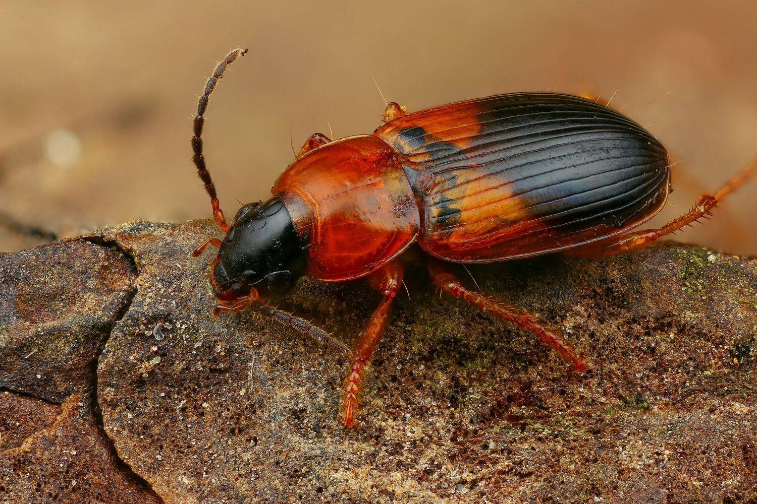 жук макро природа оранжевый коричневый  цвет, Андрей Шаповалов