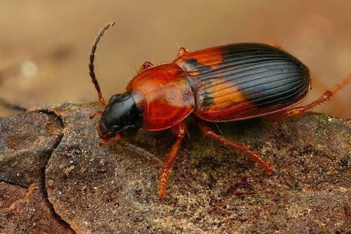 Жужелица амулетная