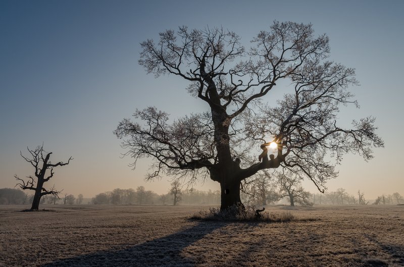 Beautiful oak in the morning фото превью