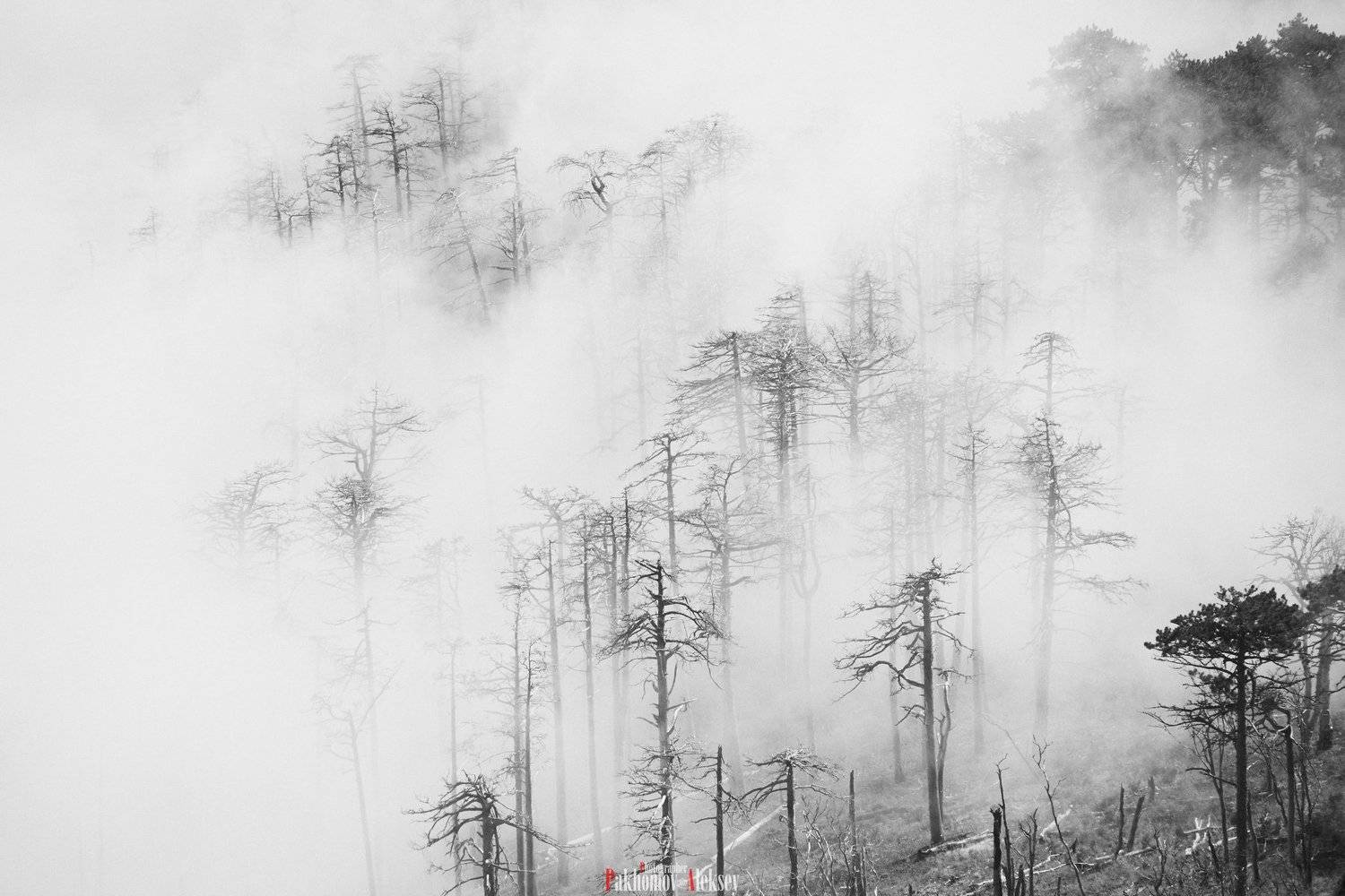 monochrome, black, white, bw, b&w, blackwhite, black&white, landscape, mystery, three, fog, russia, crimea, чб, монохром, пейзаж, деревья, туман, природа, nature, outdoor, Aleksey Pakhomov