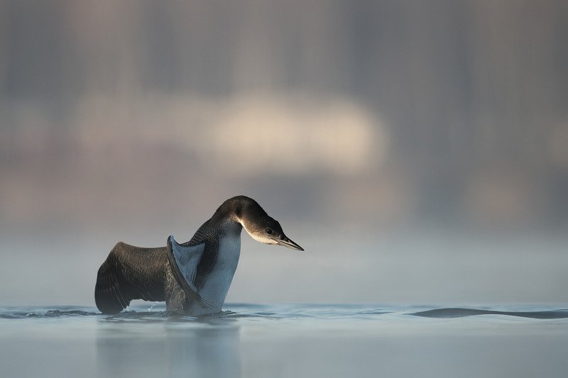 Gavia immer фото превью