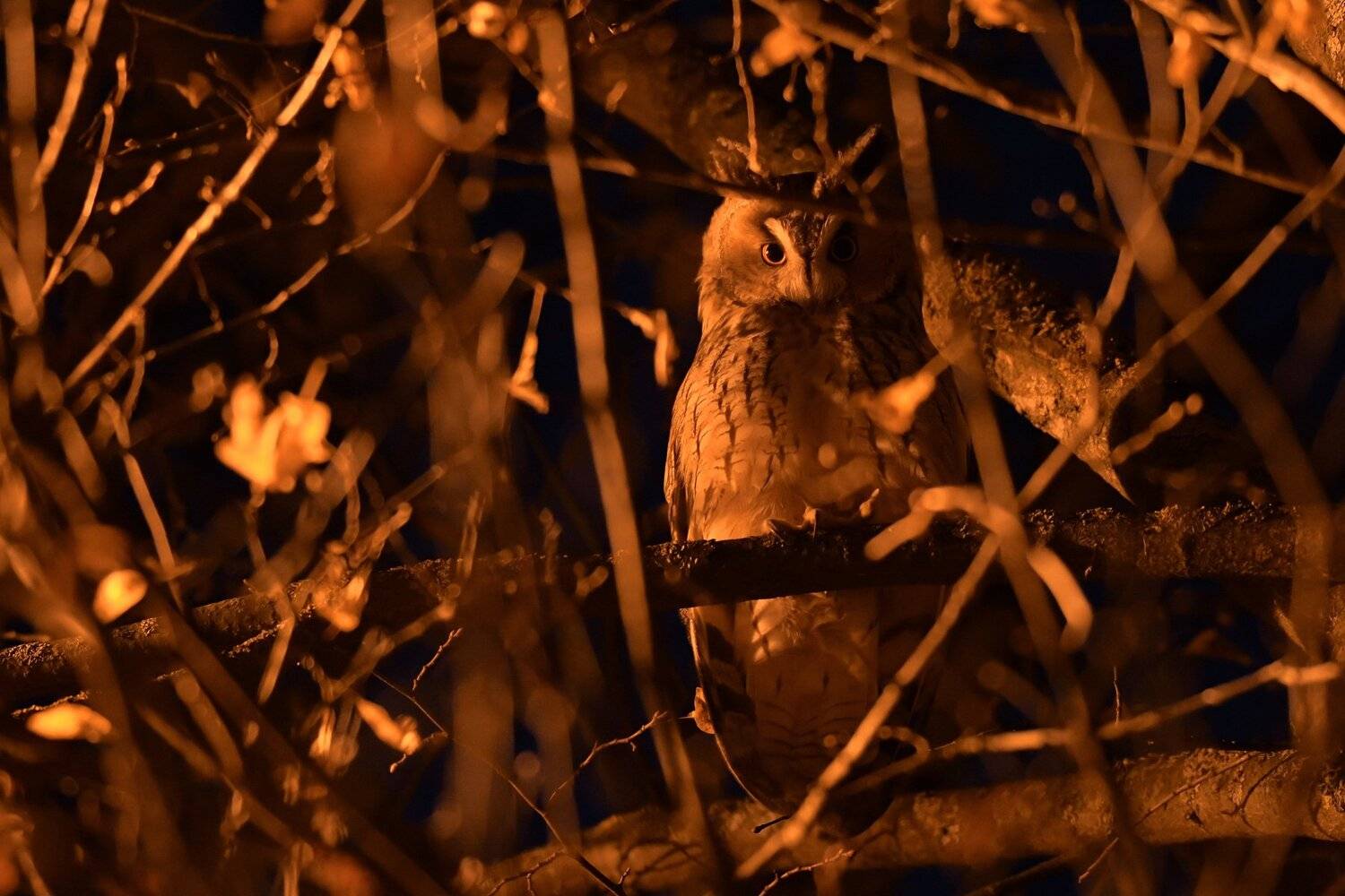 сова, ушастая сова, ушастик, взгляд, из темноты, ночь, фонарь, оранжевый свет, сумерки, оранжевый цвет, ночная птица, Московская область, природа Одинцовского края, хищная птица, Asio otus , липа, Ксения Соварцева