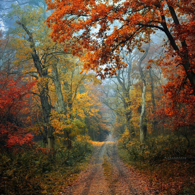 осенняя дорога autumn road forest path mist magic foggy morning trees colours paint tree Осенняя дорога фото превью