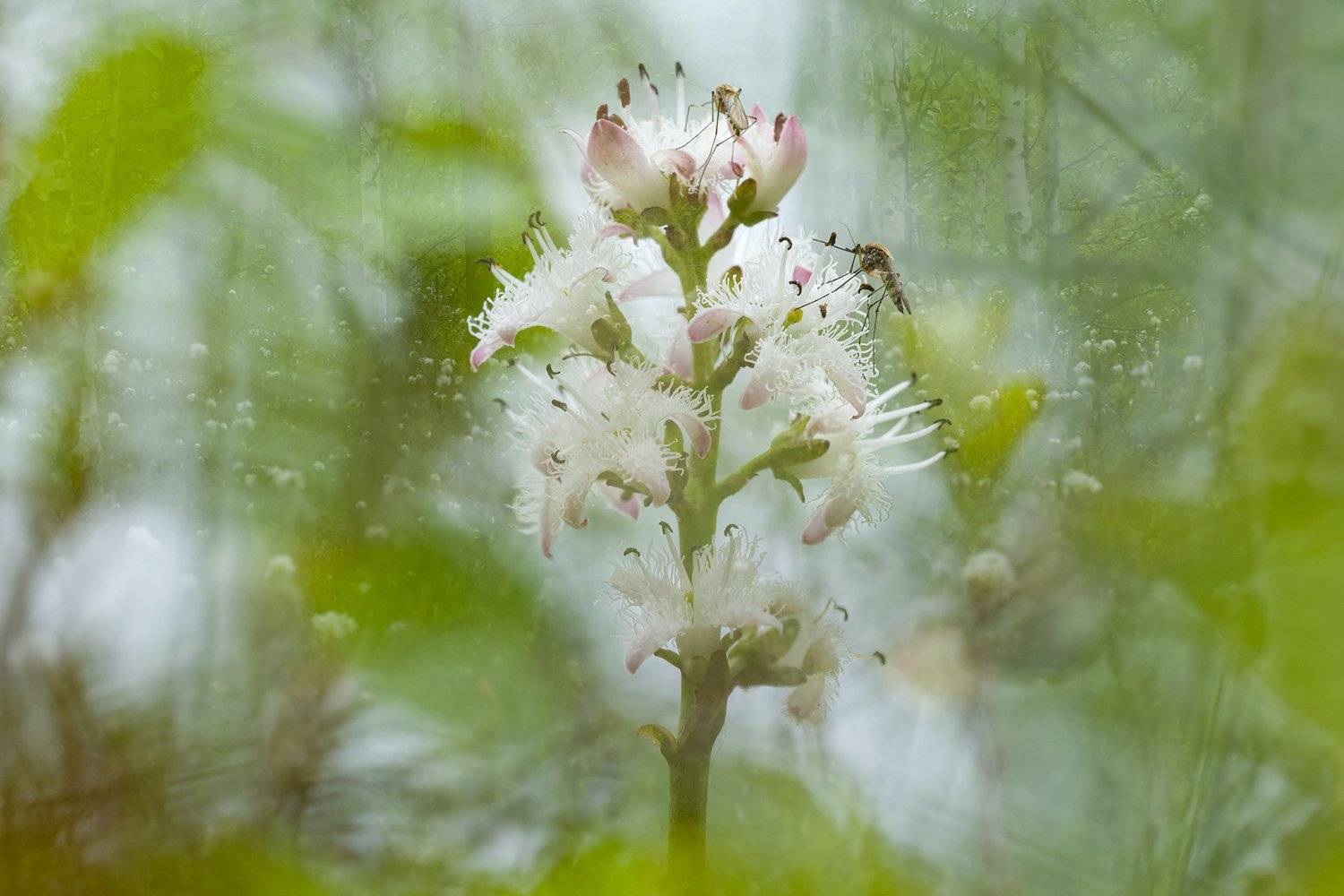 цветы,цветок,макро,растения,природа,комар,болото, Александр Иванов