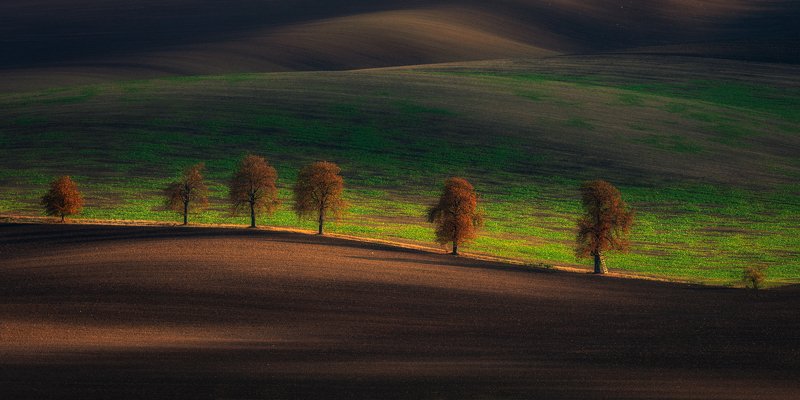 Chestnut trees фото превью