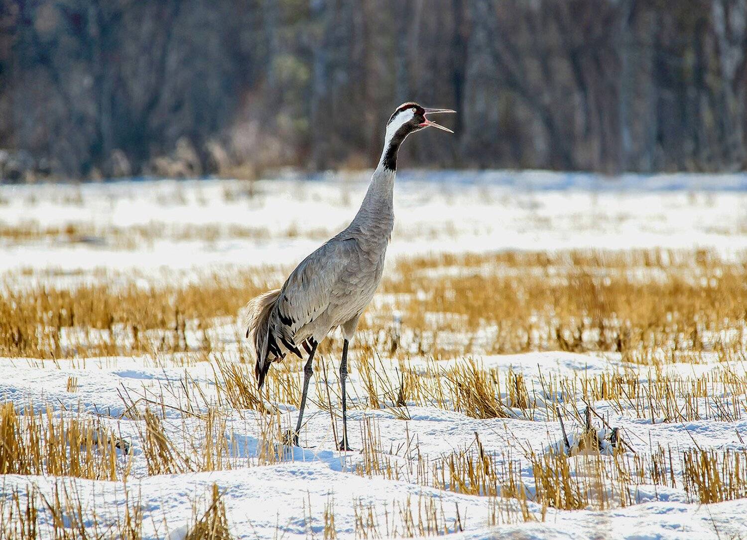 , Михаил Белоусов
