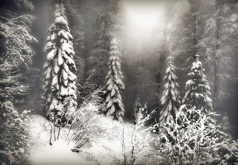 пихты зима Зимним днём фото превью