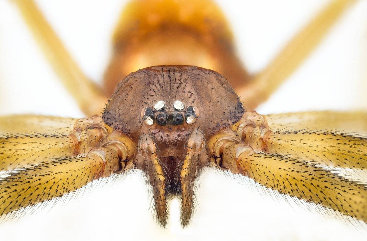 ceclii, macro, extrememacro, nikon d3400, lomo 3.7x, Tsvetan Ganev