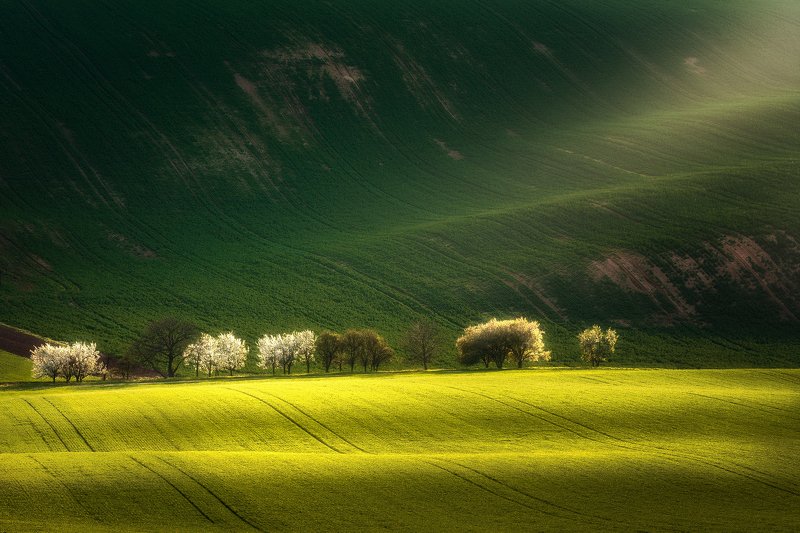Spring in light фото превью