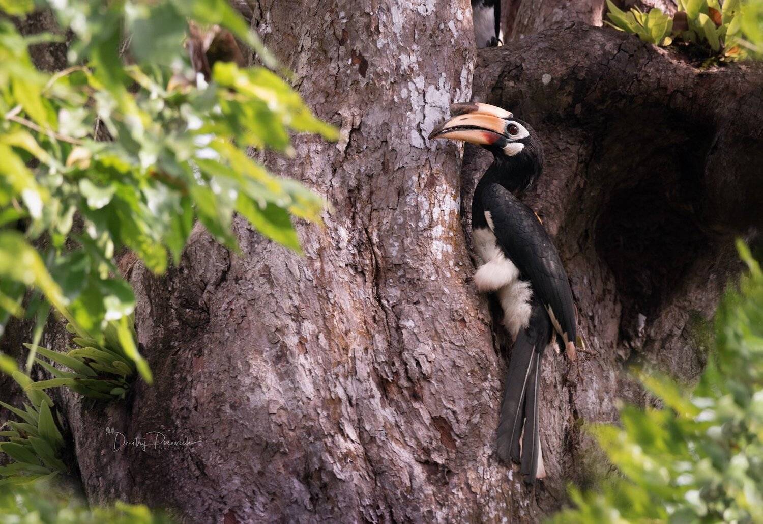 природа, животные, птицы, вьетнам, остров фукок, Дмитрий Посевич