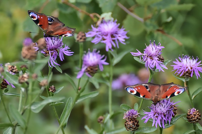 макро,природа,насекомые бабочки фото превью