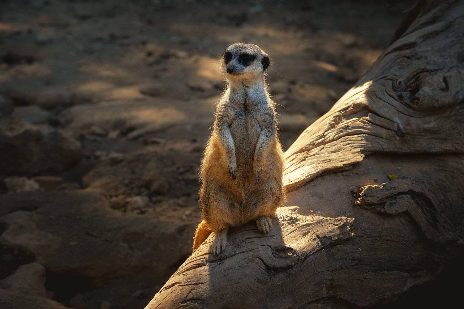 , Дмитрий Петренко