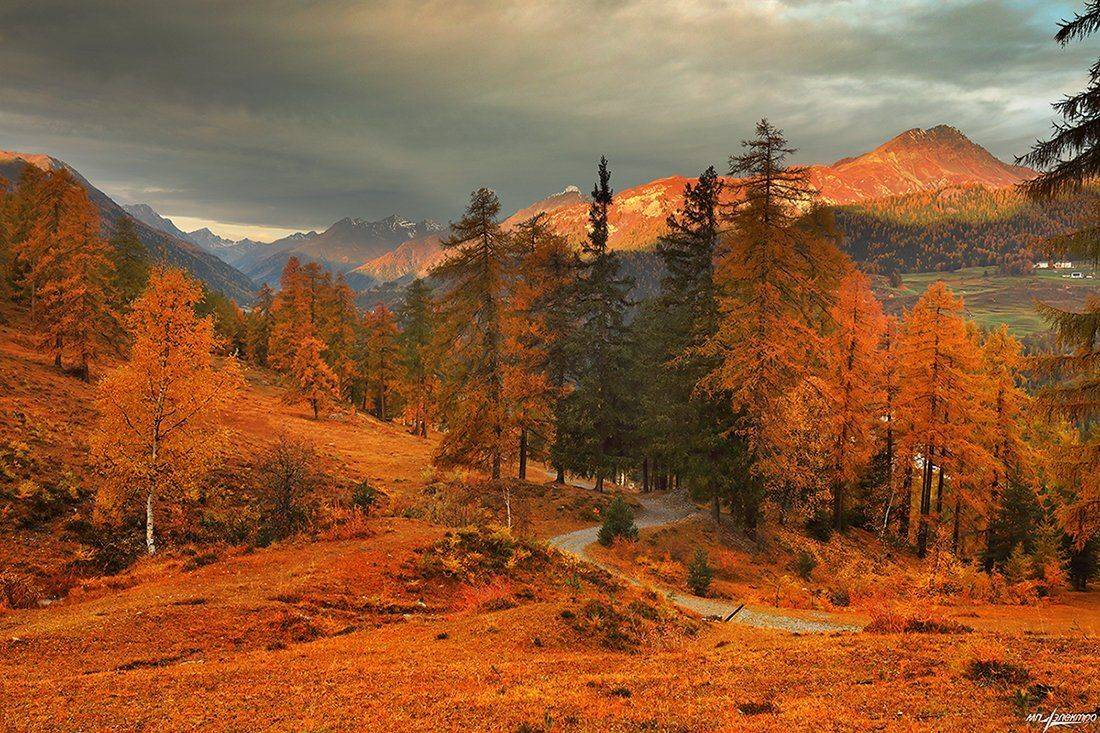 swiss, Матвеев Николай