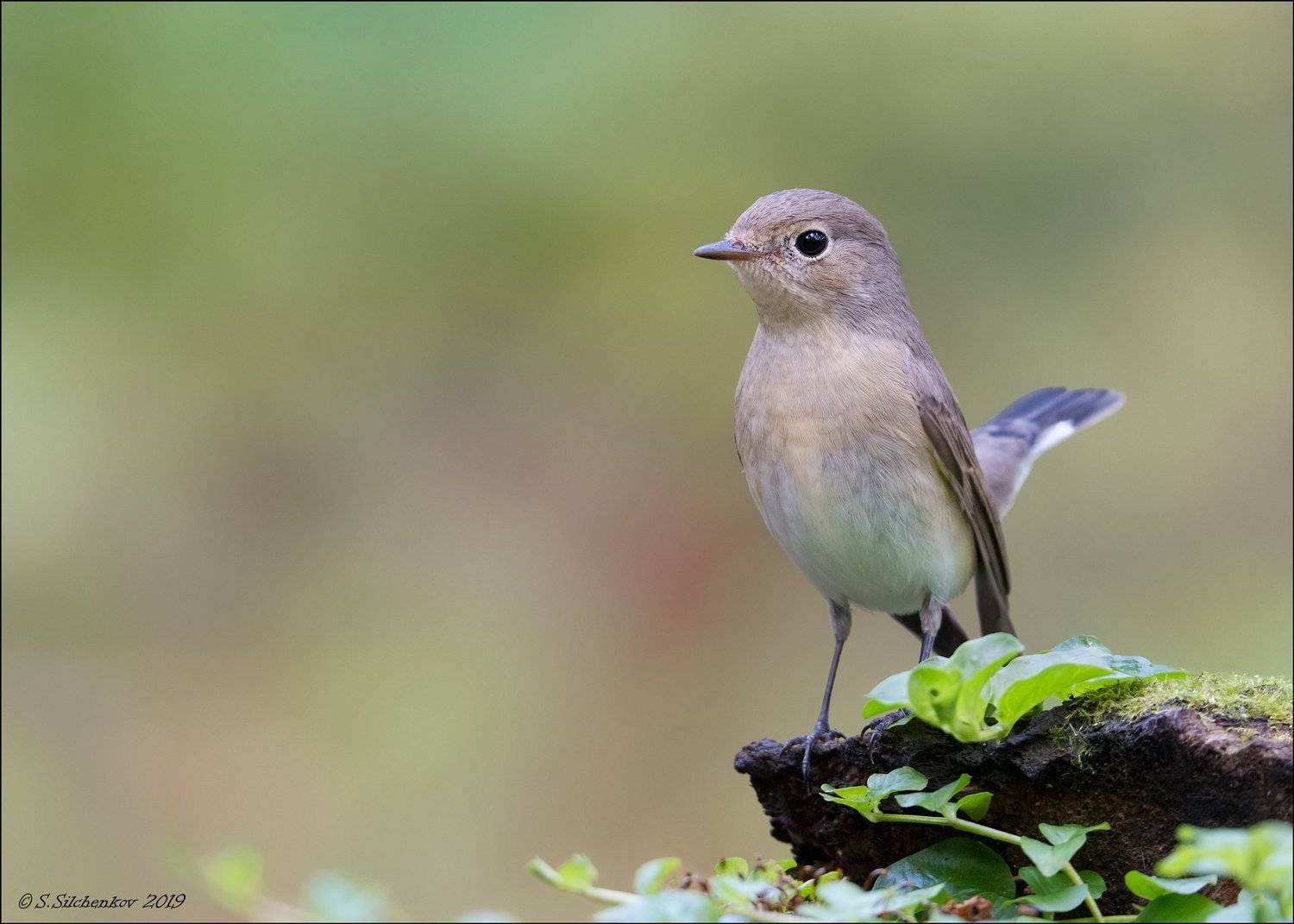 , Сергей Сильченков