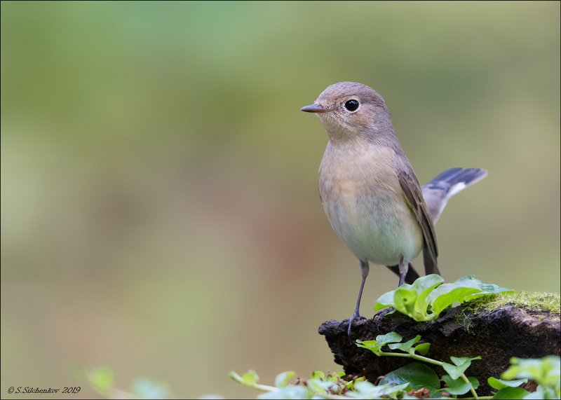 *** фото превью