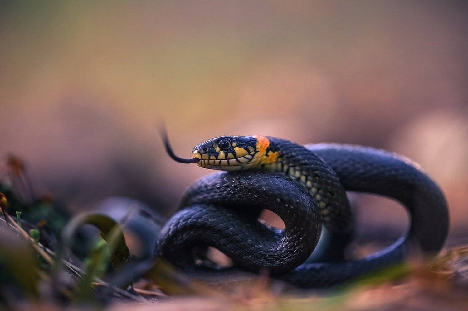 , Вячеслав Мищенко