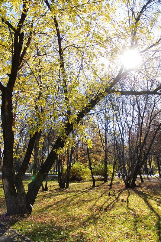 осень, в парке, октябрь  фото превью