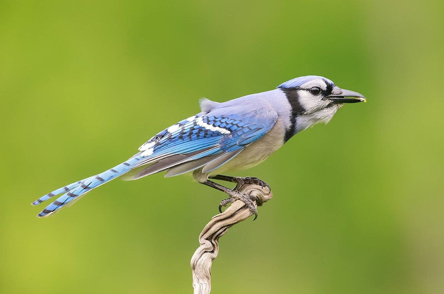 голубая сойка, blue jay, сойка, jay, Elizabeth Etkind
