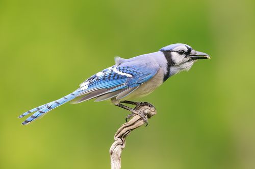 Голубая сойка - Blue Jay