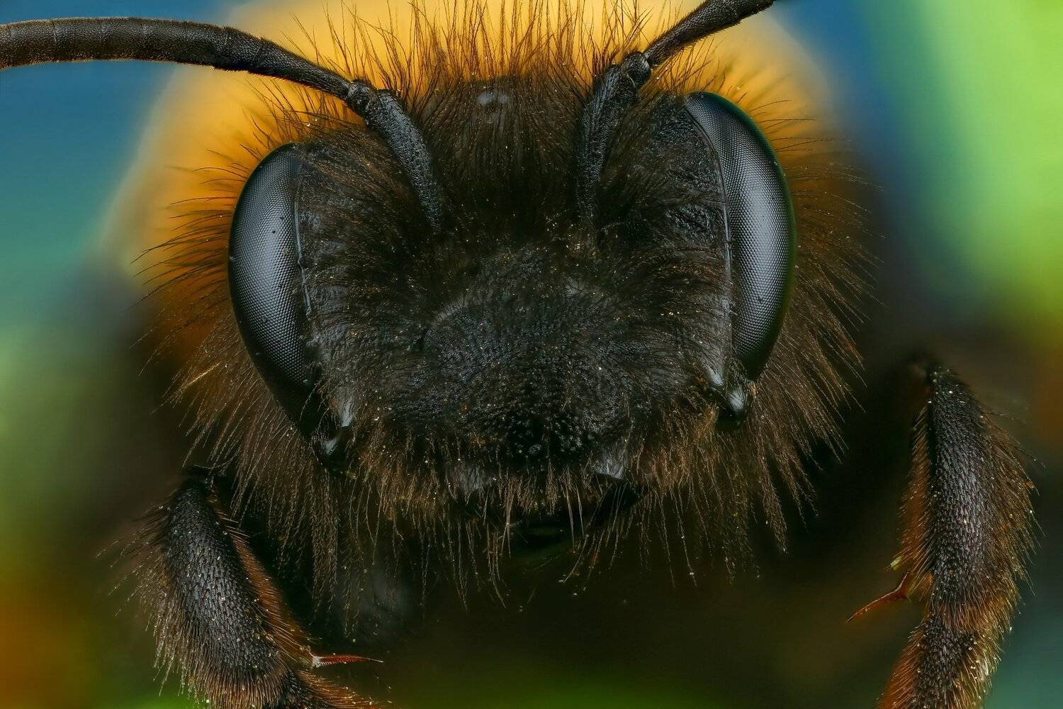 пчела макро природа черный желтый цвет портрет зеленый синий черный, Андрей Шаповалов