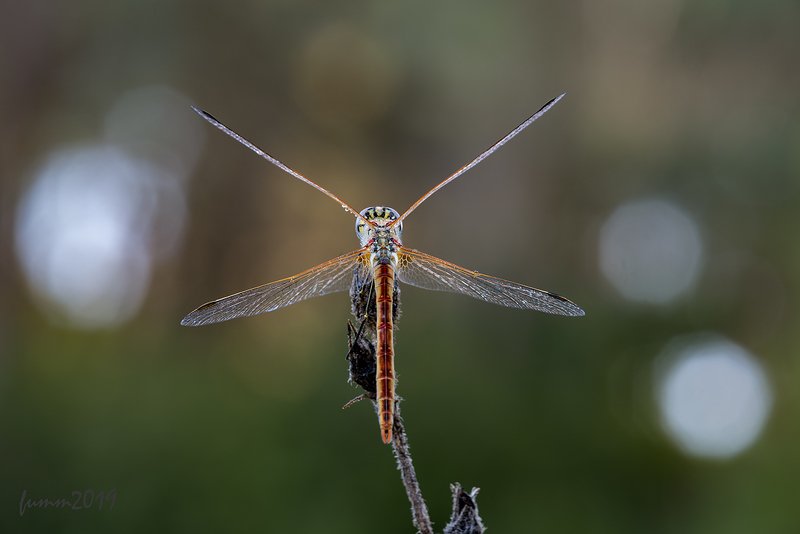ОДНАЖДЫ СТРЕКОЗА фото превью