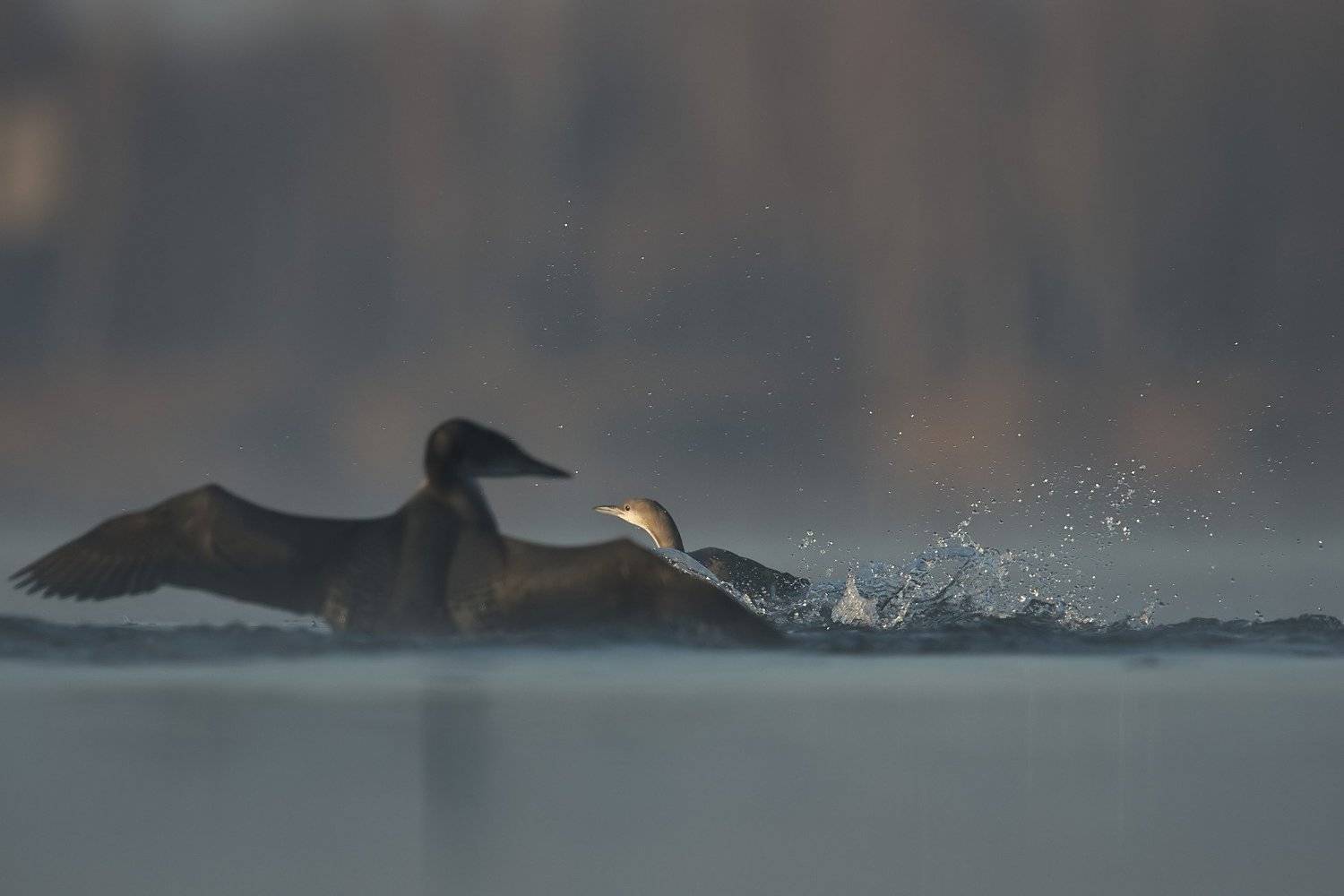 , Piotr Blachliński