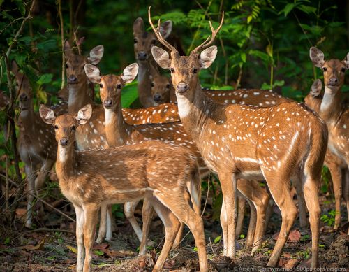 Sika or spotted deers herd in the jungle. Wildlife and animal photo. Japanese deer Cervus nippon