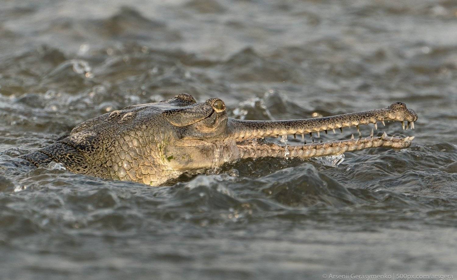 gharial, crocodile, river, indian, endangered, animal, chambal, nature, wildlife, wild, gavial, head, closeup, india, water, natural, green, dangerous, reptile, species, gavialis, gangeticus, tropical, mouth, detail, eye, asia, teeth, sharp, asian, alliga, Арсений Герасименко