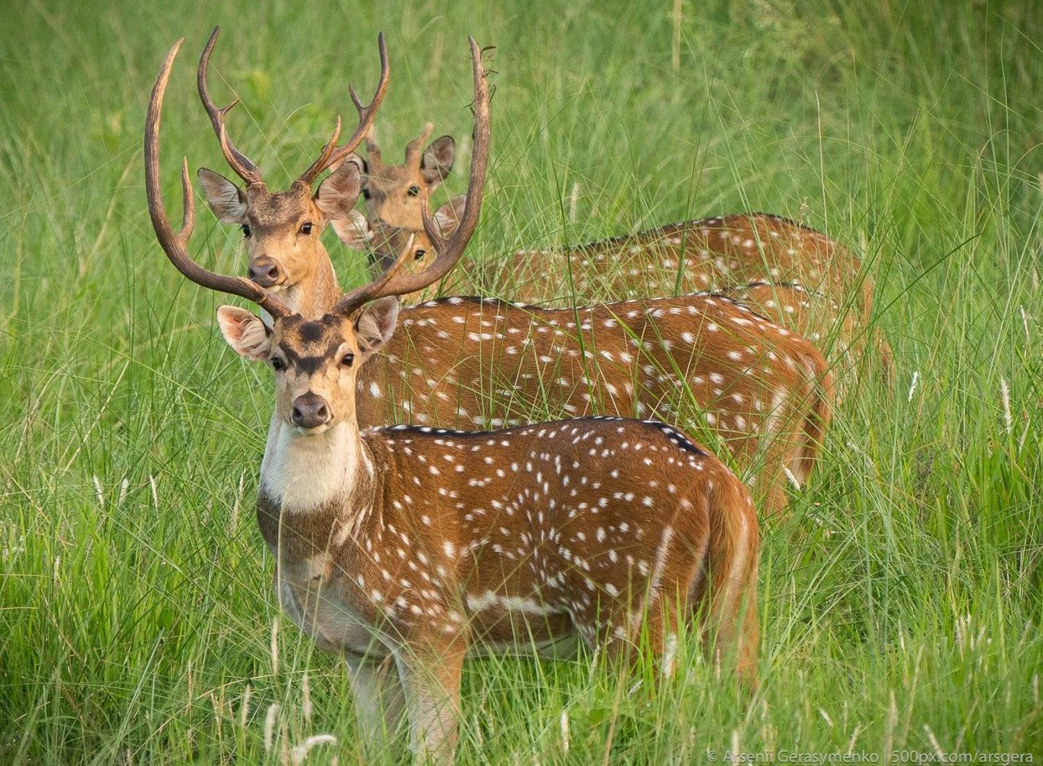 cervus nippon; japanese; nippon; animal; animals; antler; beautiful; beauty; big; brown; cervus; cute; dama; dappled; deer; deers; doe; fauna; female; field; flock; forest; fur; grass; grazing; green; herd; horns; jungle; male; mammal; meadow; natural; na, Арсений Герасименко