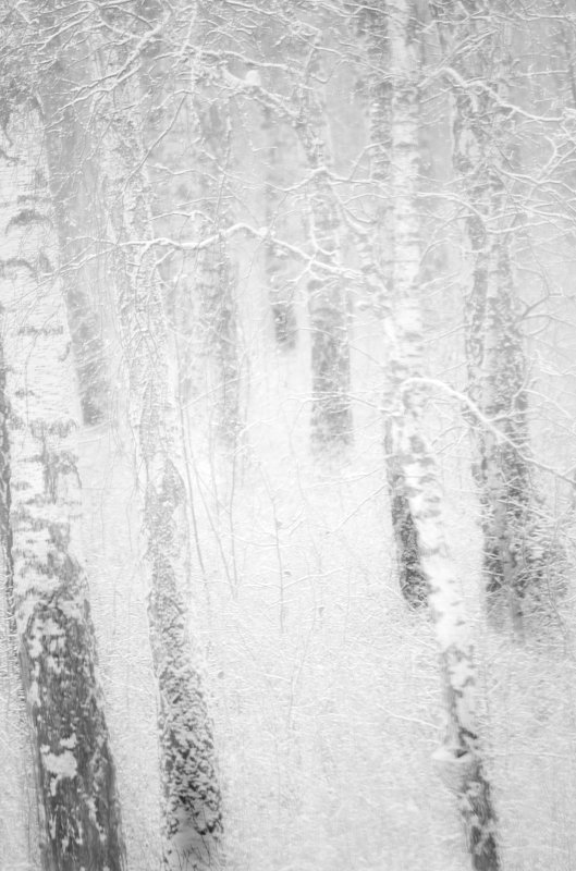 фотография художественная фотография черно-белая фотография Белый белый день/bright bright day фото превью