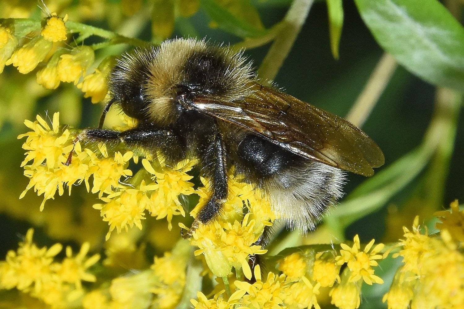 макро,природа,насекомые, Сергей Духанин