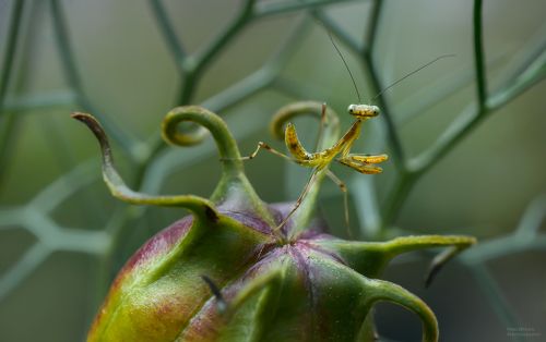 притворяясь колючкой
