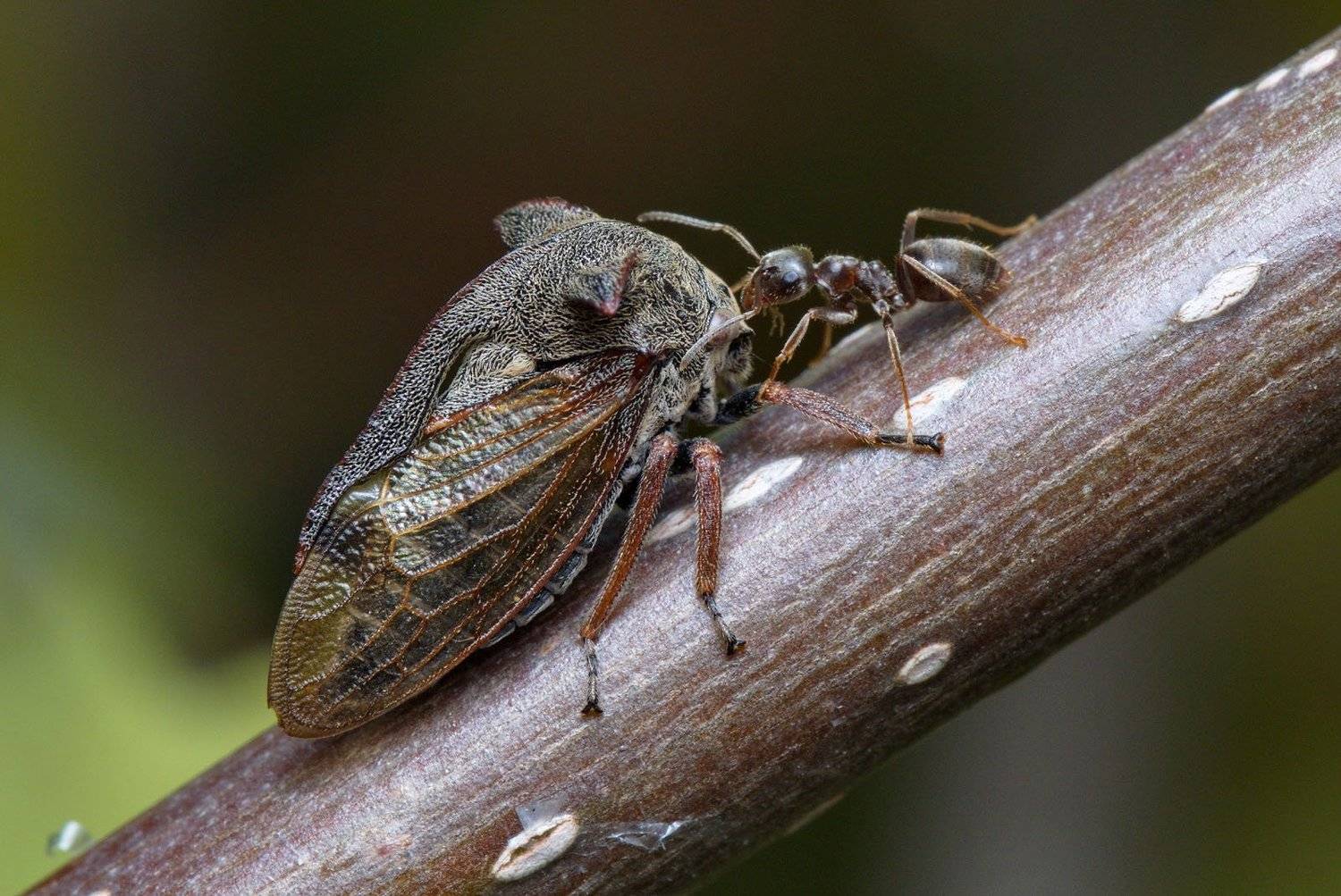 , Сергей Харитон