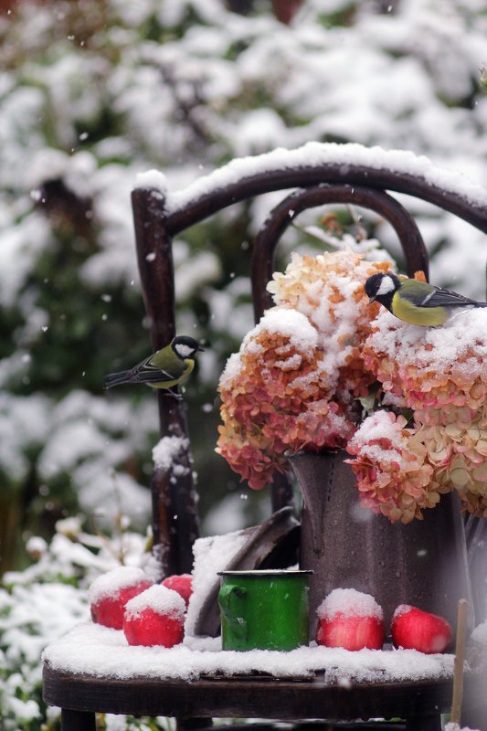 фото превью