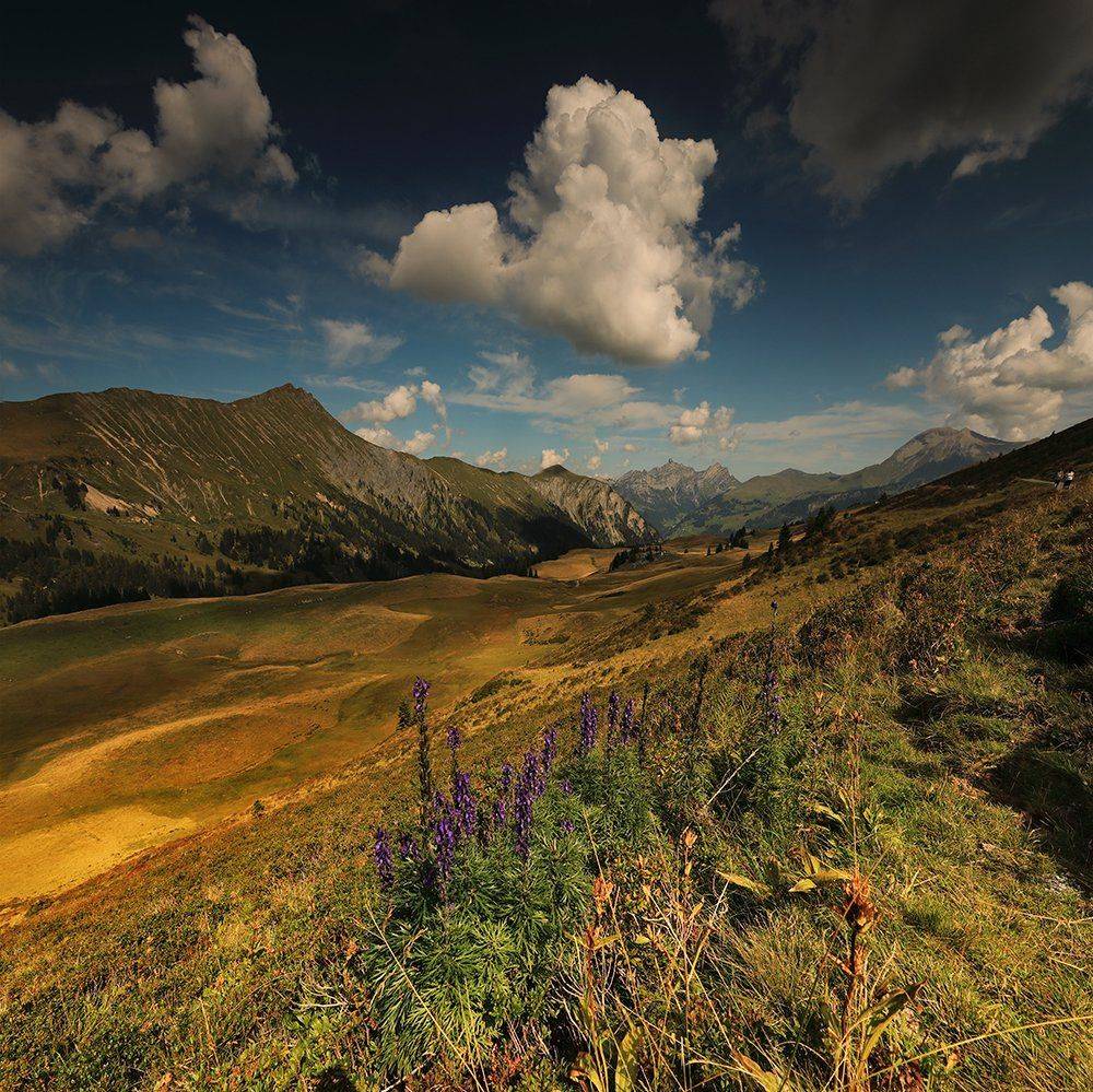 swiss, Матвеев Николай