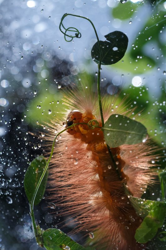 Дама с зонтиком:) фото превью