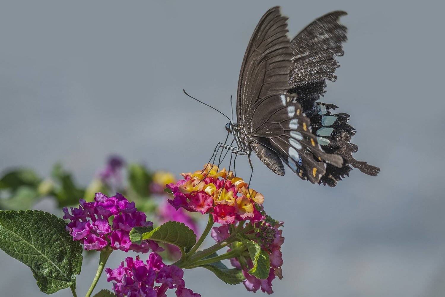 butturfly, beauty, beautiful, garden, outdoor, red, green, plant, nature, natural, blooming, blossom, petal, lovely, animal, insect, macro, close up, light, vivid, NeCoTi ChonTin
