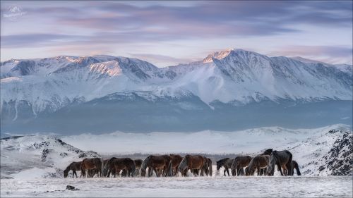 ХОДЯТ КОНИ ...