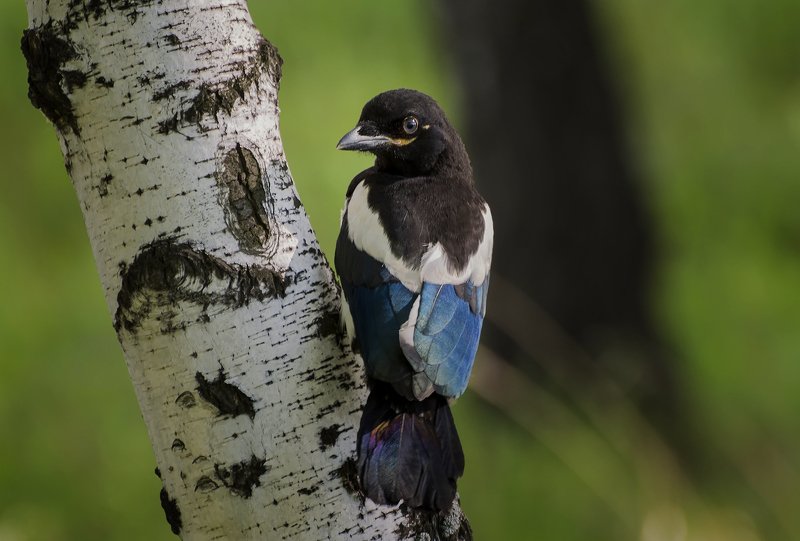 birds, птица, сорока, сорочонок, Сорочонок... фото превью