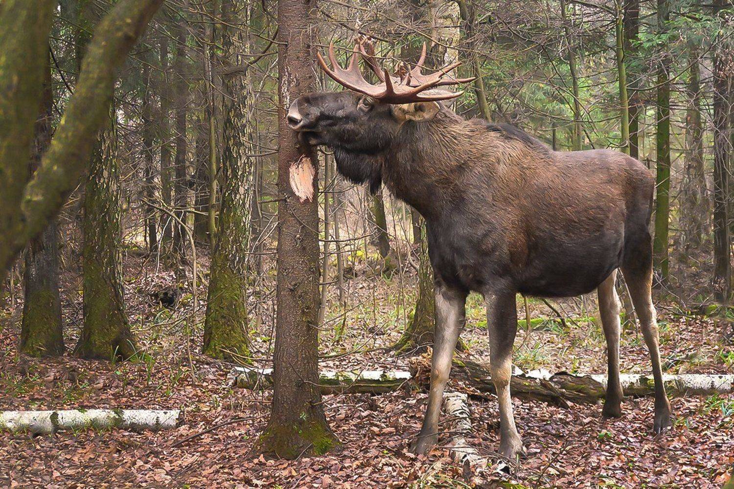 лось, лес, кора, ель, Наталия Сытина