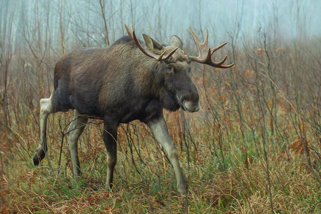, Валерий Субачев