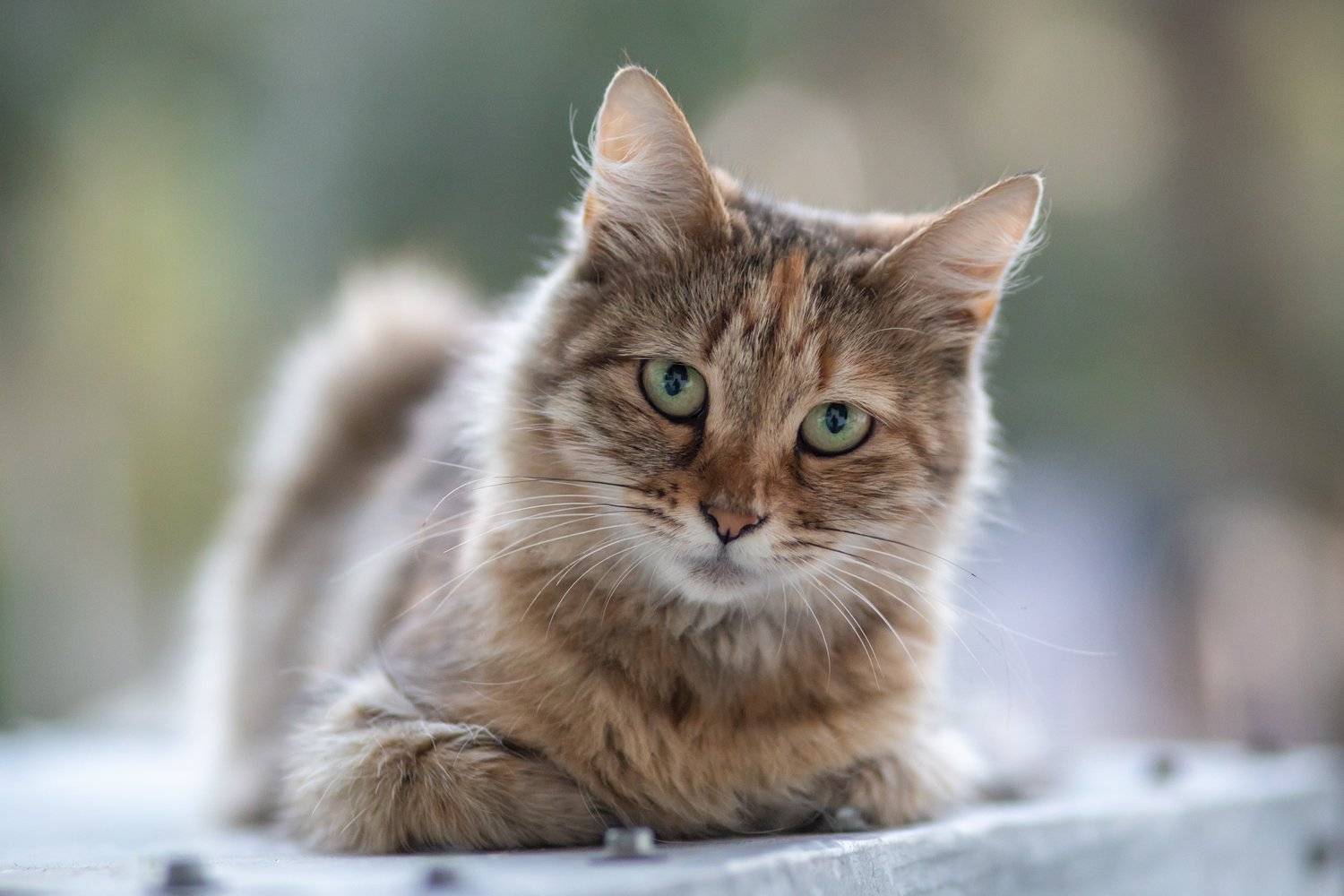 , Денис Свечников