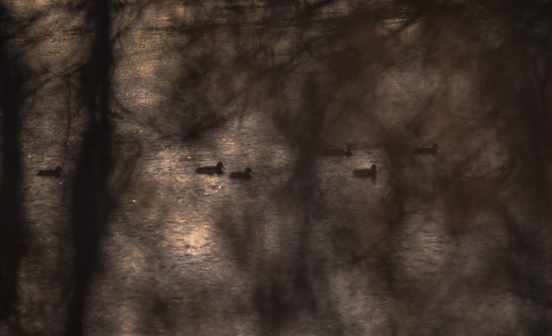 кряквы, утки, вечер, вода, Москва река, ветви, размытие Силуэты за ветвями фото превью