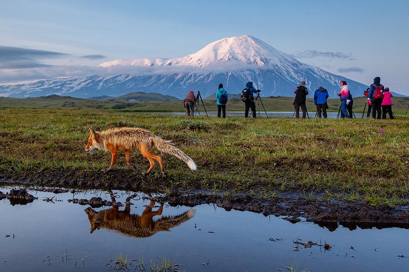 камчатка, лиса, природа, путешествие, фототур, животные, лето Понаехали тут!!! фото превью