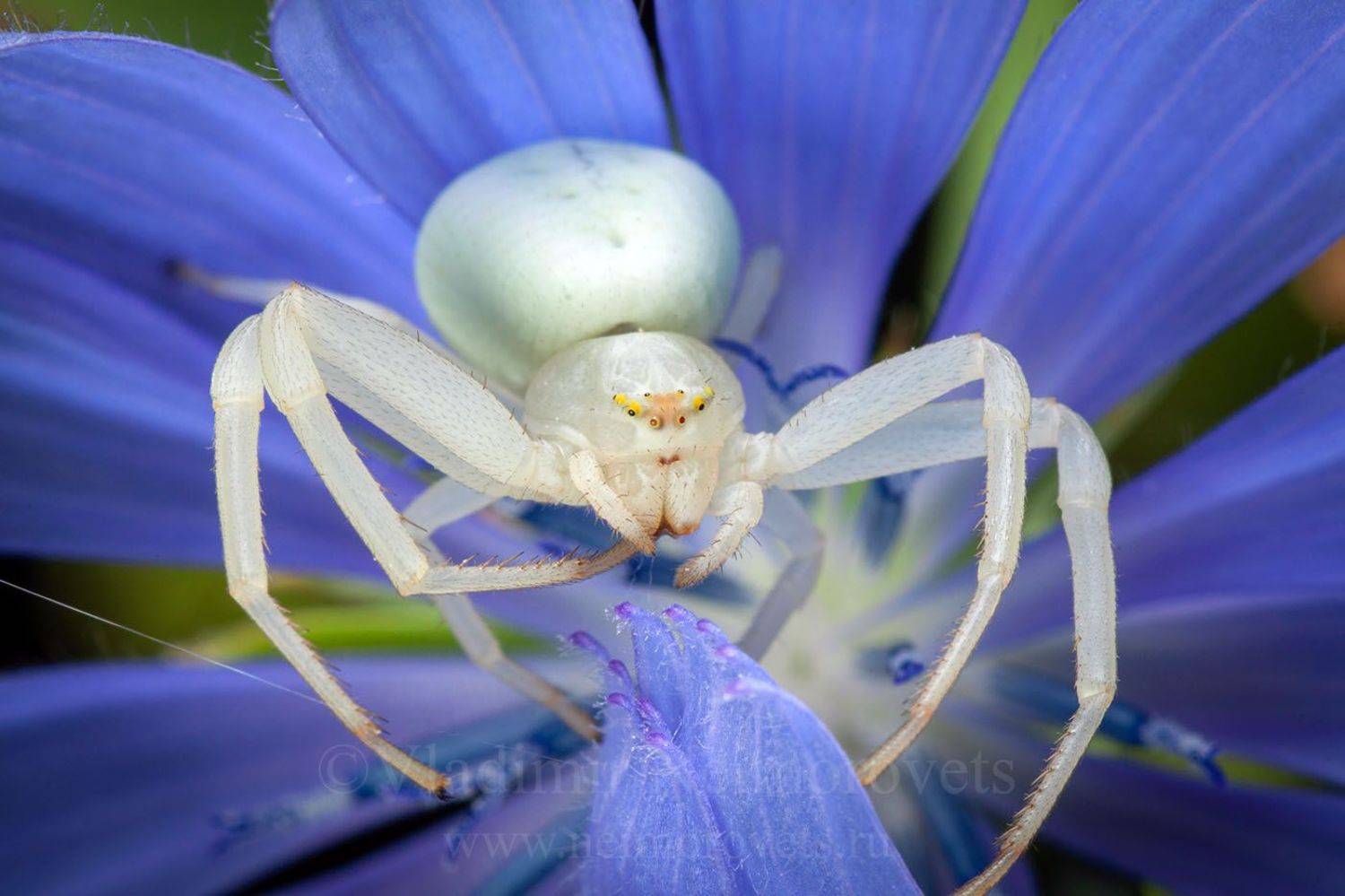 Northwestern Caucasus, Russia, Krasnodar Territory, common chicory, Cichorium intybus, Misumena vatia, crab spider, goldenrod crab spider, spider, blue, white, horizontal frame, flower crab spider, Владимир Нейморовец