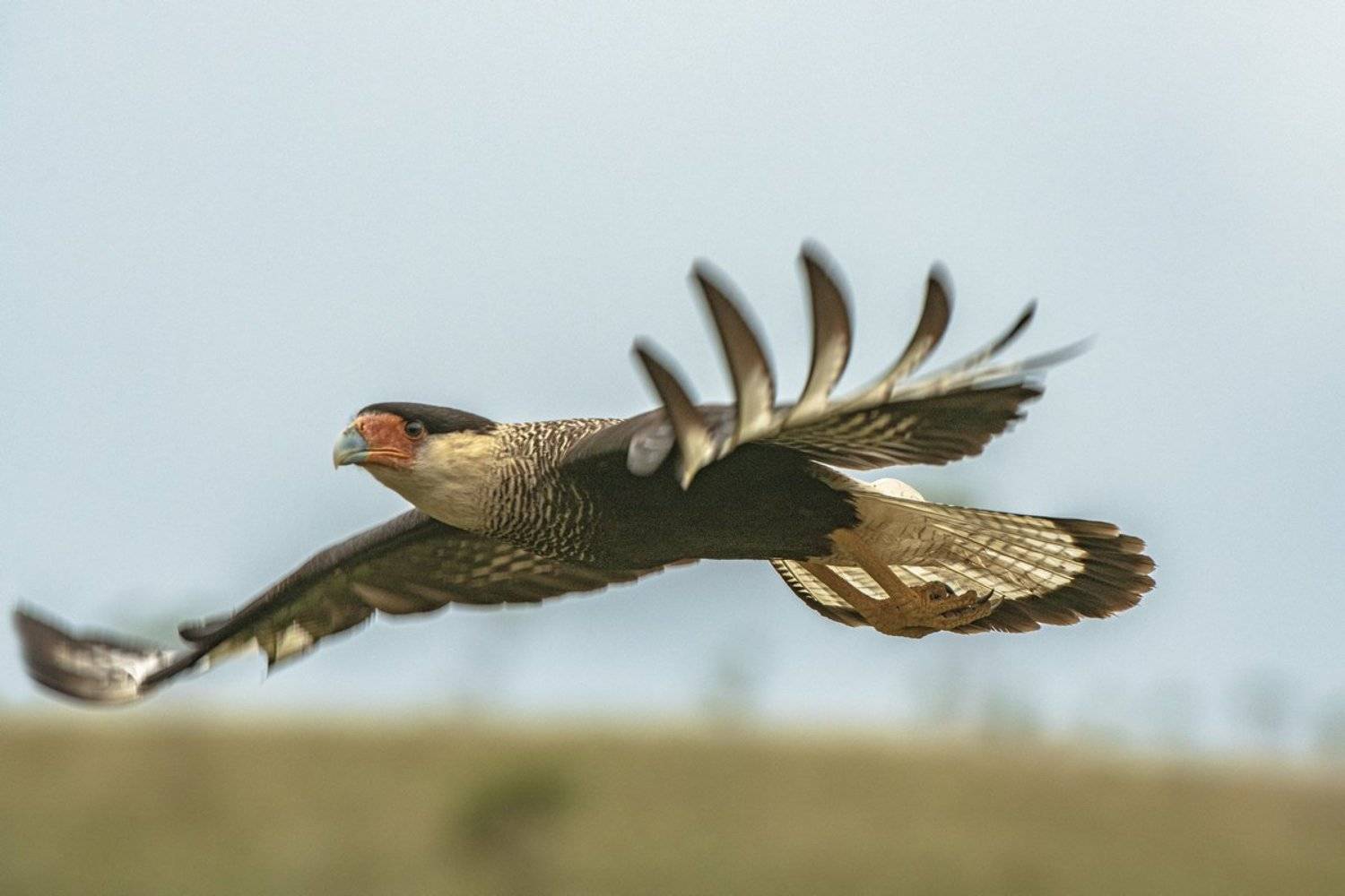 полет, Александр Маркелов