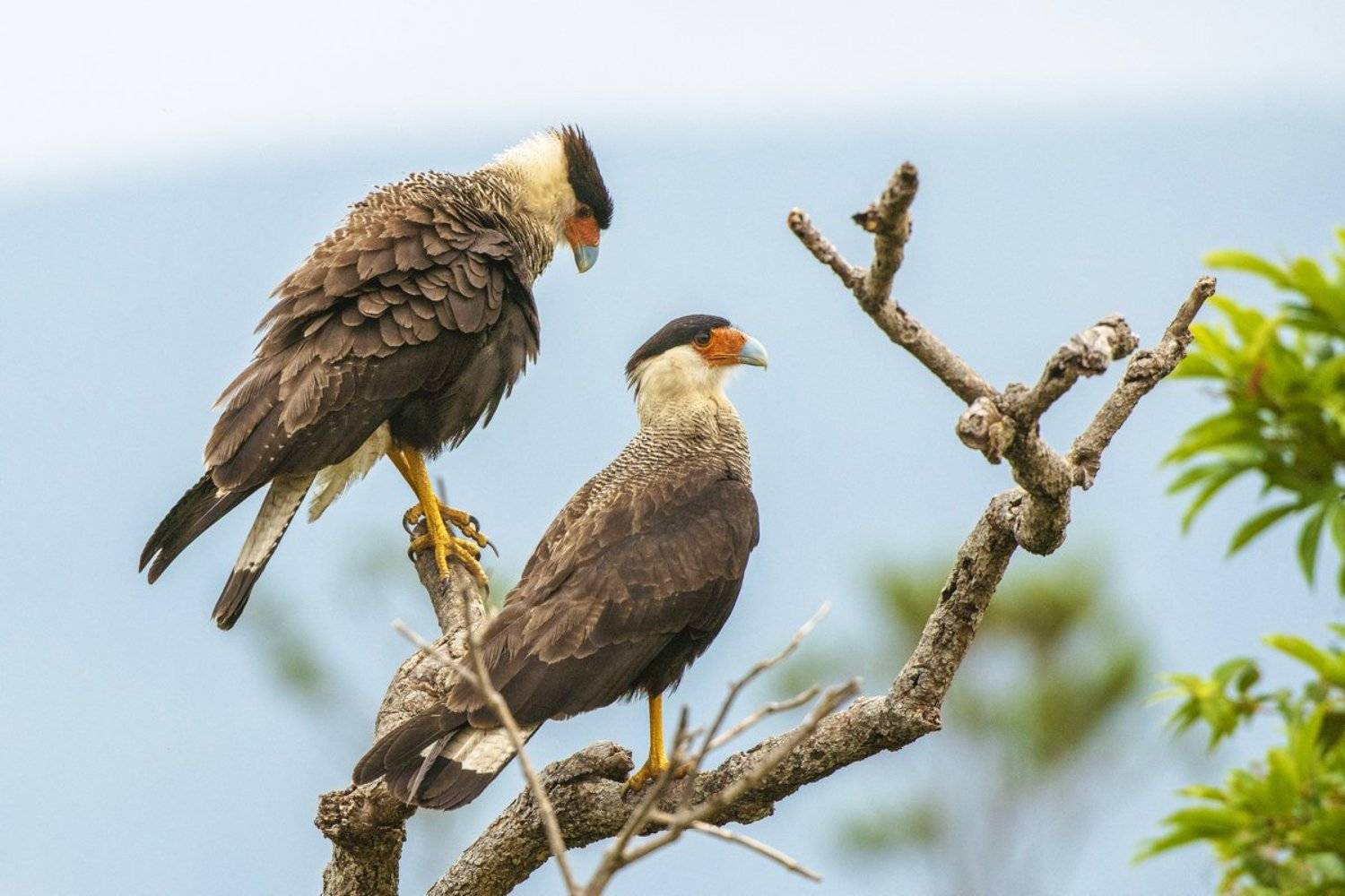 кара-кара, Александр Маркелов